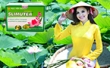 Trà lá sen giảm cân slimutea ở Phú Yên